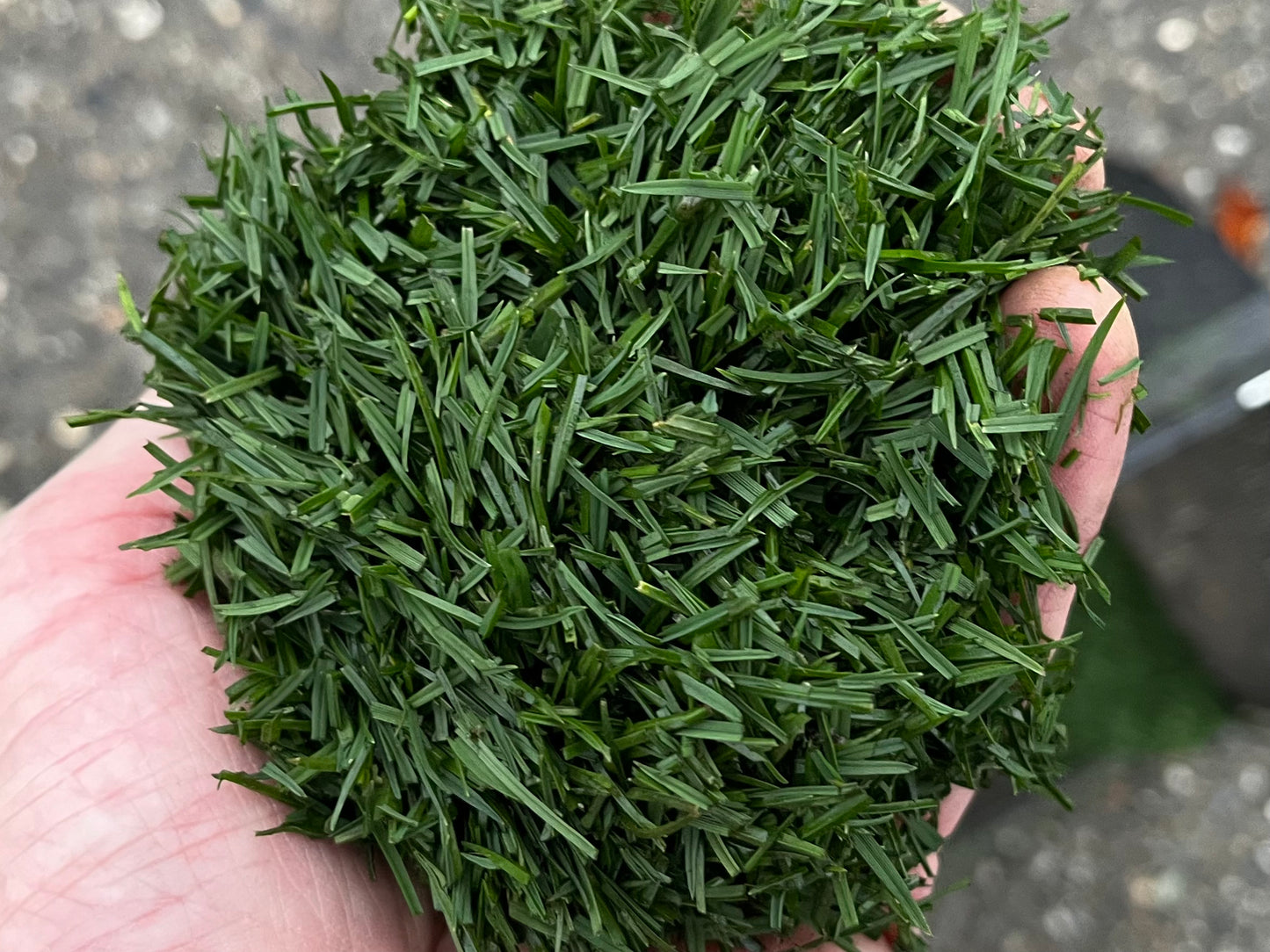 That is some healthy grass!