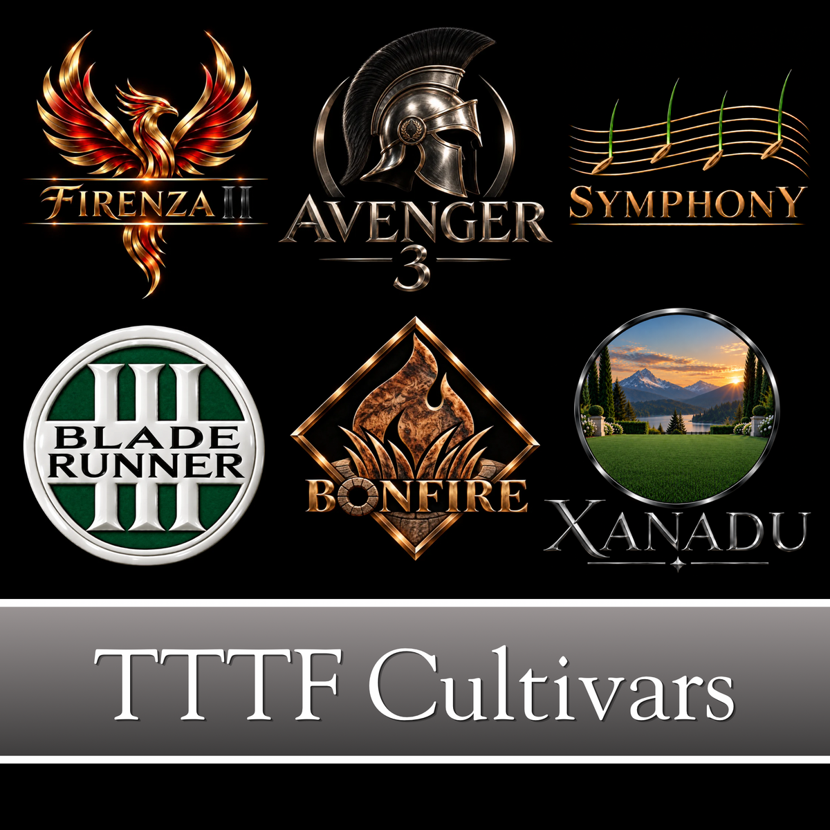 Our Turf Type Tall Fescue cultivars are selected for top turf quality and color in at least one region.  Stock cultivars include: Firenze II, Bladerunner 3, Bonfire, Avenger 3, Symphony & Xanadu.