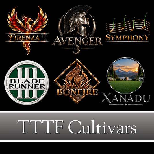 Our Turf Type Tall Fescue cultivars are selected for top turf quality and color in at least one region.  Stock cultivars include: Firenze II, Bladerunner 3, Bonfire, Avenger 3, Symphony & Xanadu.