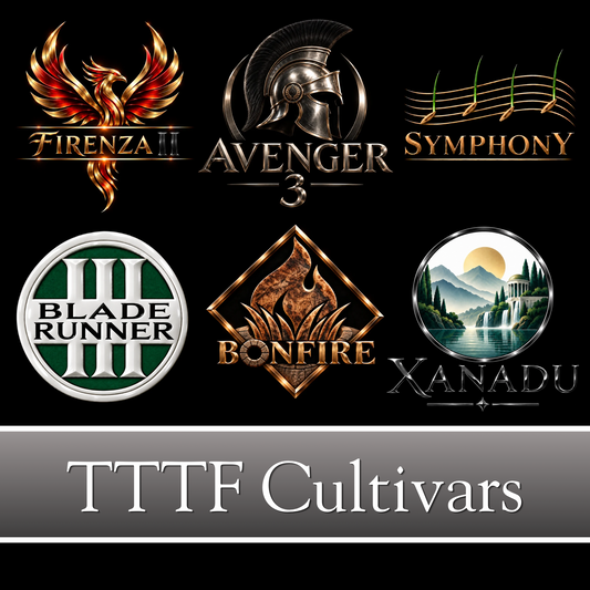 Our Turf Type Tall Fescue cultivars are selected for the most reliable turf quality possible per climate specific fertilized NTEP locations of similar disease pressure.  Cultivars include: Firenze II, Bladerunner 3, Bonfire, Avenger 3, Symphony & Xanadu.