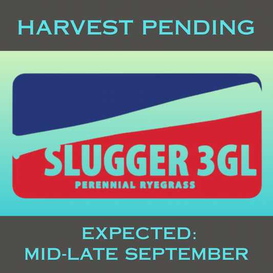 Slugger 3GL Perennial Ryegrass Grass Seed tied for 2nd for gray leaf spot (8.7), had top 2% turf quality in the east (fertilized locations), top 10% color in the east (fertilized locations), top 8% drought, only 1.7% 5-yr poa annua (NJ), top 9% traffic.