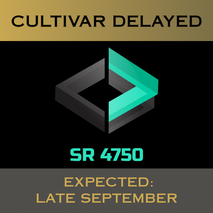 SR4750 Perennial Ryegrass Grass Seed has stolons for superior density with less overseeding. It boasts top 4% NTEP color (fertilized locations), top 1% self-repair, top 2% Disease Score™, top 20% traffic & wear performance & 0.0% 5-year poa annua (NJ).