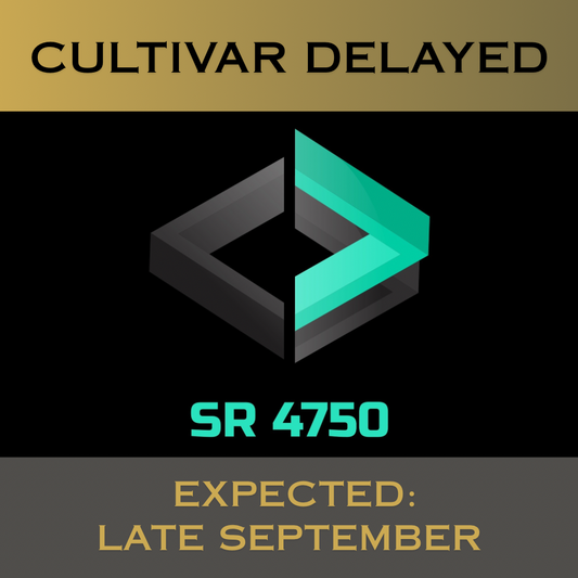 SR4750 Perennial Ryegrass Grass Seed has stolons for superior density with less overseeding. It boasts top 4% NTEP color (fertilized locations), top 1% self-repair, top 2% Disease Score™, top 20% traffic & wear performance & 0.0% 5-year poa annua (NJ).