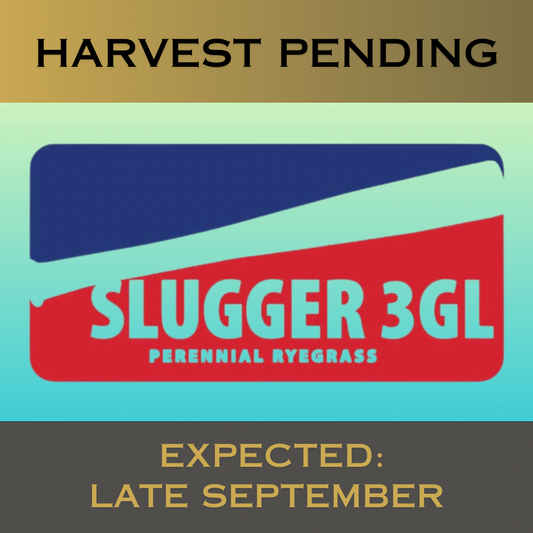 Slugger 3GL Perennial Ryegrass Grass Seed tied for 2nd for gray leaf spot (8.7), had top 2% turf quality in the east (fertilized locations), top 10% color in the east (fertilized locations), top 8% drought, only 1.7% 5-yr poa annua (NJ), top 9% traffic.