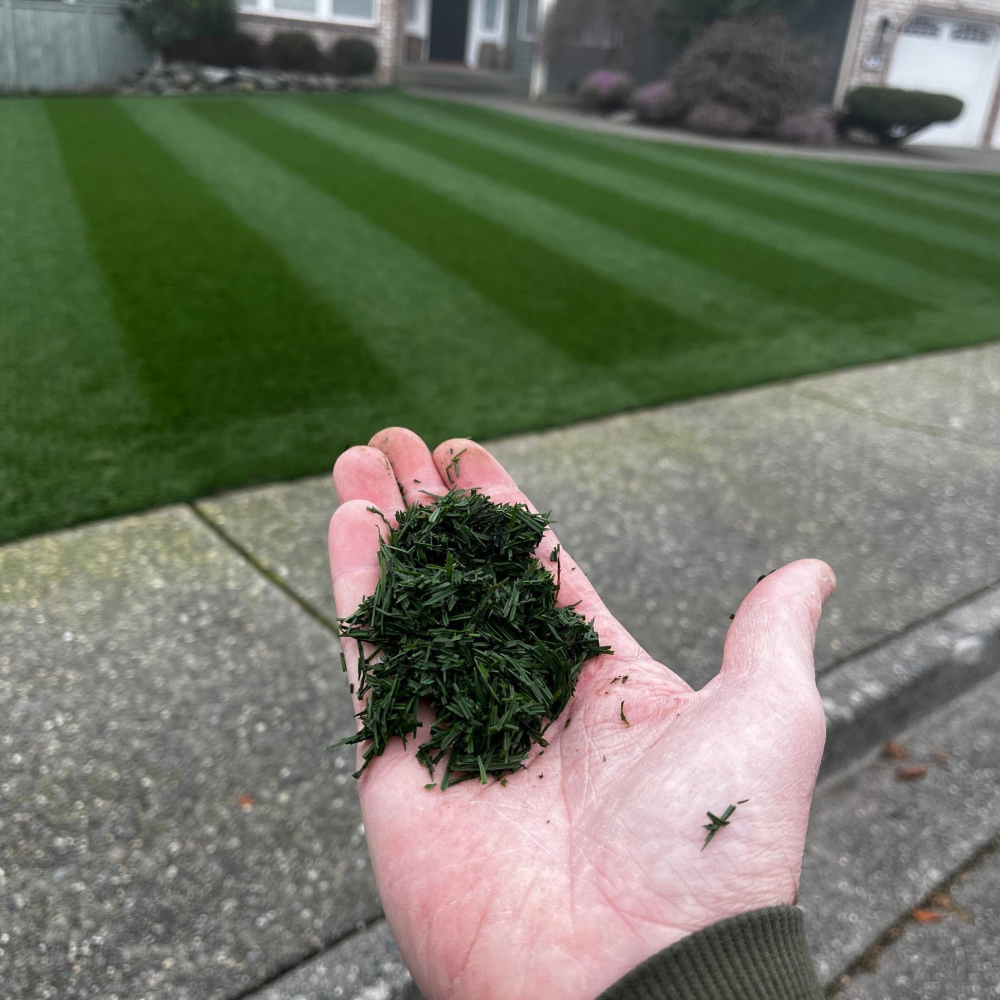 Mystique had top 5% color for fertilized NTEP locations in the 2017-2021 rye trial.  Great for the PNW or cold areas and desert climates when rye is preferred.