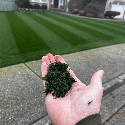 Mystique had top 5% color for fertilized NTEP locations in the 2017-2021 rye trial.  Great for the PNW or cold areas and desert climates when rye is preferred.