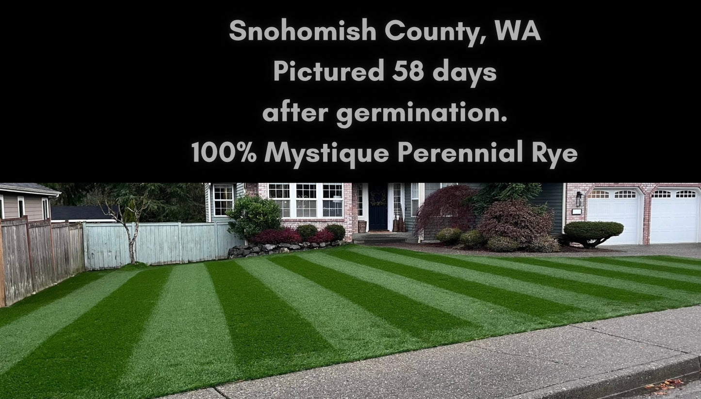 This Pacific Northwest Lawn Looks Unreal considering how young it is.  It also offers superior traffic, superior disease, superior turf quality, and superior self-repair.