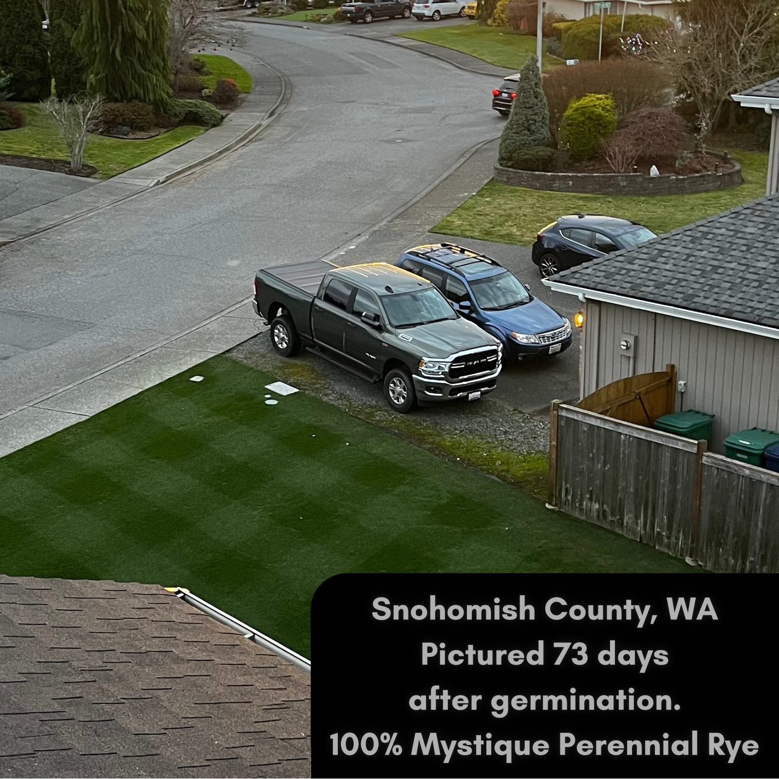 This Mystique perennial ryegrass lawn is already dominating the neighbors only 73 days after germination!