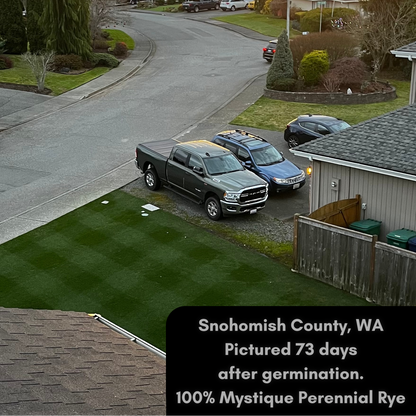 This Mystique perennial ryegrass lawn is already dominating the neighbors only 73 days after germination!