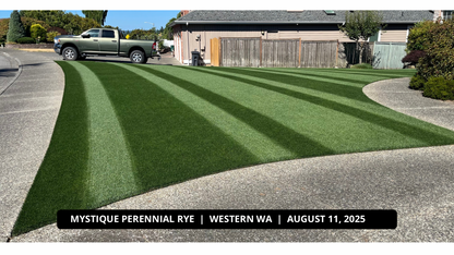 Our cultivars are selected for top scoring turf quality and color in at least one climate.  Most also top the charts for several secondary metrics like disease performance, traffic & wear, 5-year poa annua invasion, low input performance & self repair.