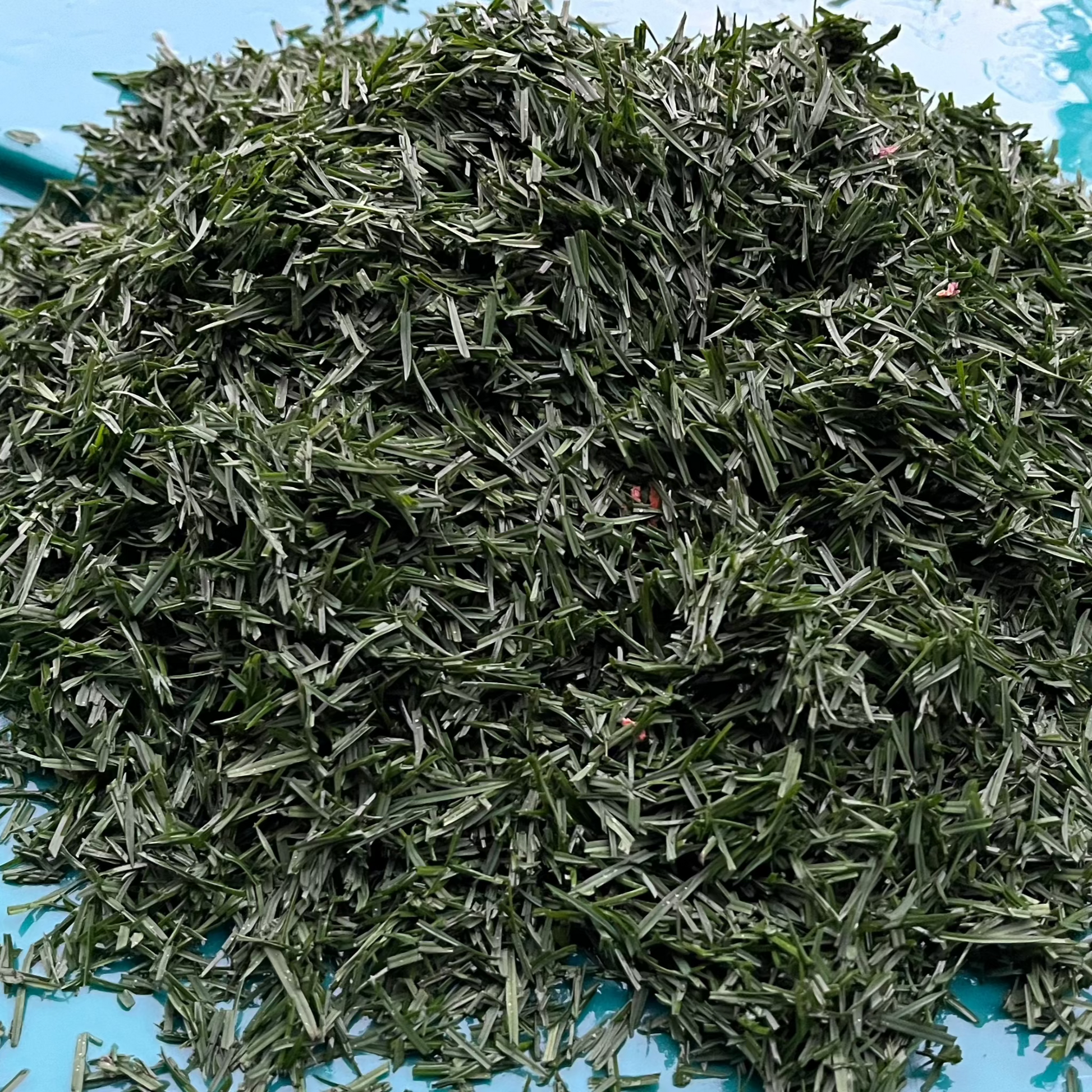 Mystique clippings show off Mystiques near best disease profile as well as it's top turf quality and very dark green color that ranked in the top 5% for fertilized NTEP locations!